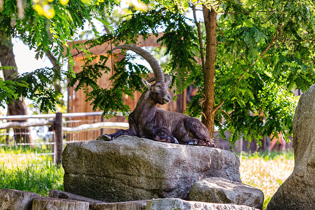 Ibex lying on a rock