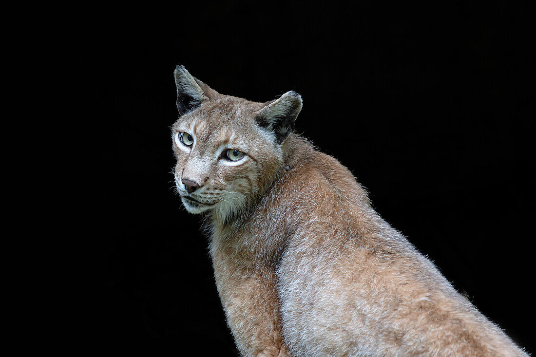 Portrait of a lynx under black background