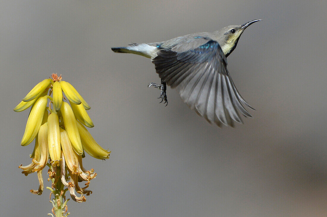 Sultanat Oman,Oman,ein violetter Sonnenvogel fliegt vor einer Aloe-Blüte