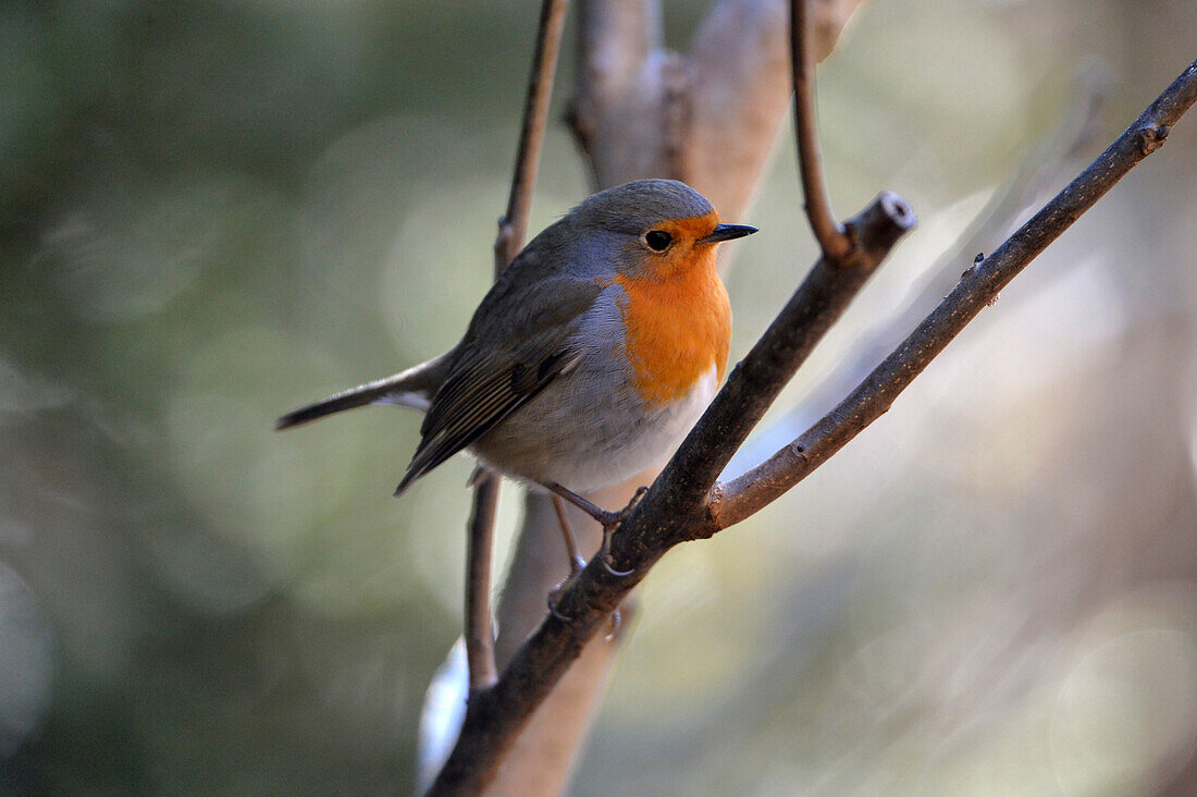 France,Erithacus rubecula ,European Robin