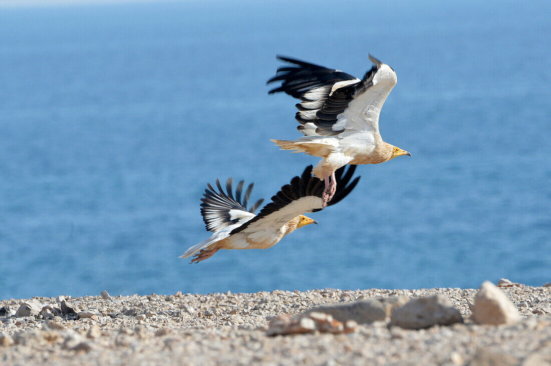 Sultanat Oman,Oman,zwei ägyptische Geier fliegen weg,Neophron percnopterus