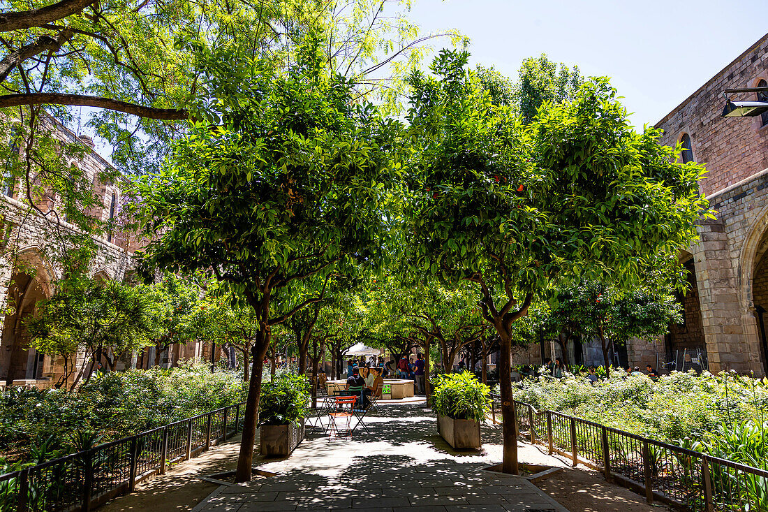 BARCELONA,SPAIN - JUNE 01,2019. Garden in the backyard of the former hospital Santa Creu de Barcelona. Now the important Gothic ensemble is the National Library of Catalonia,Barcelona