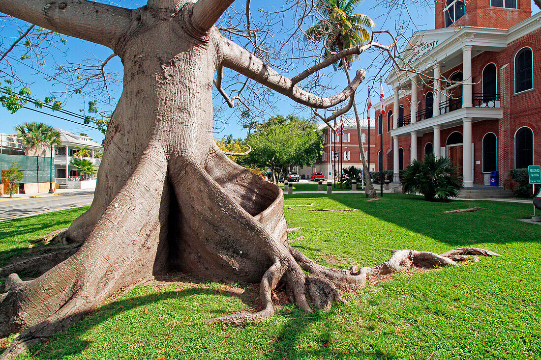 USA. Florida. Die Keys. Key West. Historisches und touristisches Zentrum. Rechts der Justizpalast. Auf der linken Seite ein Kapokbaum.