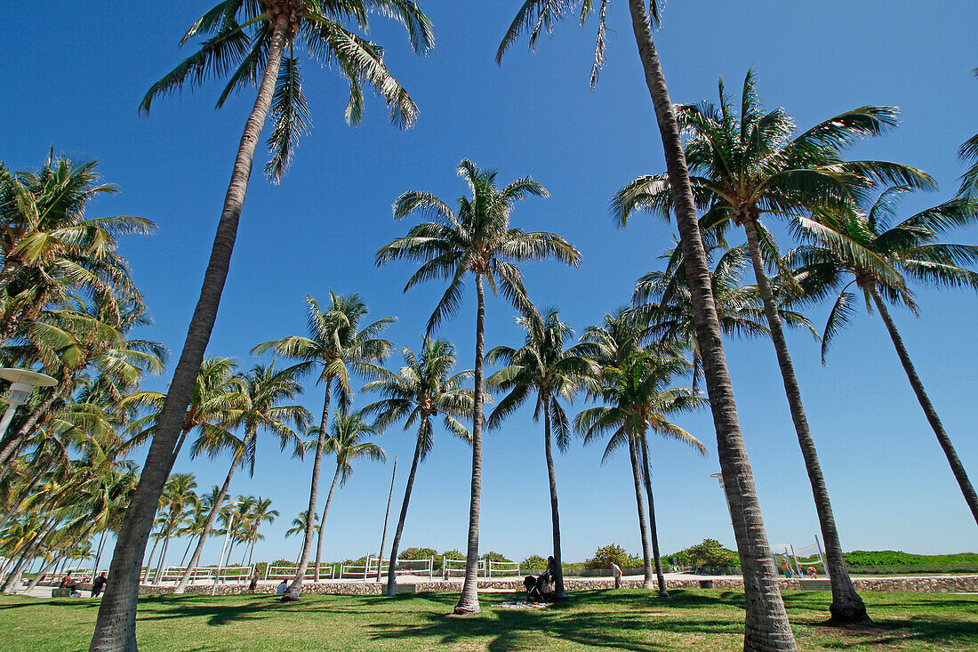 USA. Florida. Miami. Miami Strand. South Beach. Ocean Drive. Palme und Kokosnusspalmen.