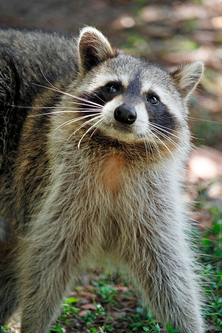 USA. Florida. Miami. Key Biscayne. Bill Baggs Cape Florida State Park. Close-up of a raccoon.