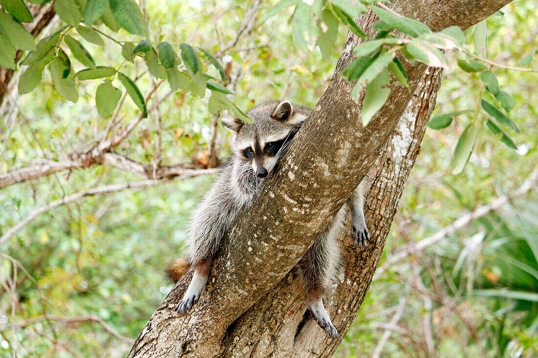 USA. Florida. Miami. Key Biscayne. Bill Baggs Cape Florida State Park. Nahaufnahme eines Waschbären auf einem Baum.