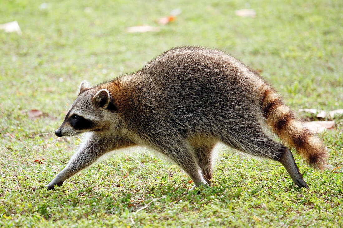 USA. Florida. Miami. Key Biscayne. Bill Baggs Cape Florida State Park. Close-up of a raccoon running.