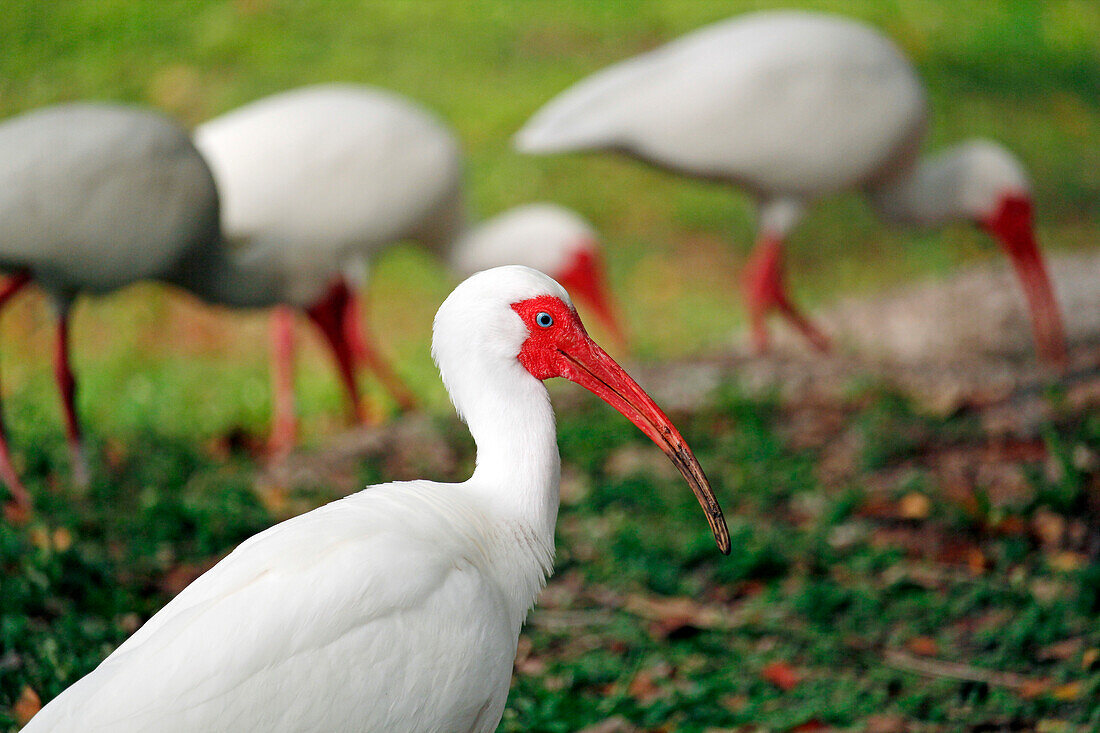 USA. Florida. Miami. Key Biscayne. Bill Baggs Cape Florida State Park. Weißer Ibis auf Nahrungssuche.