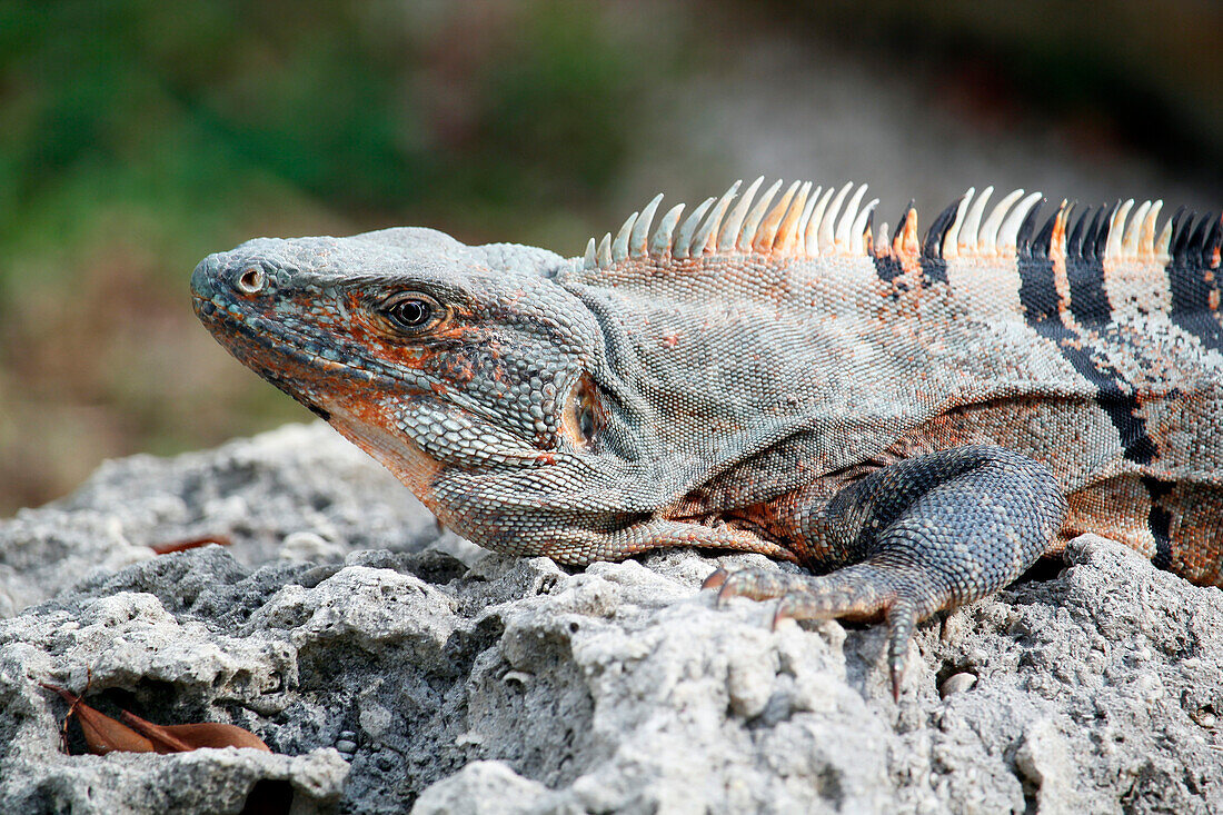 USA. Florida. Miami. Key Biscayne. Bill Baggs Cape Florida State Park. Nahaufnahme eines Leguans.