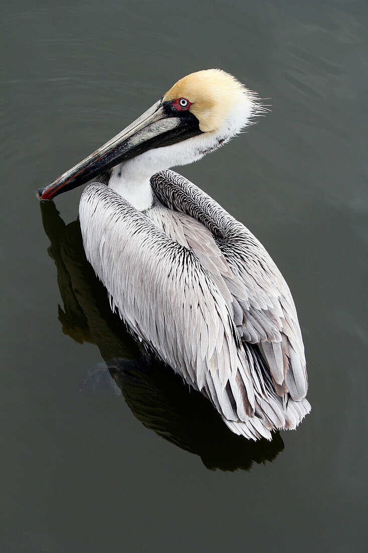 USA. Florida. Naples. Der Hafen. Pelikan auf dem Wasser.