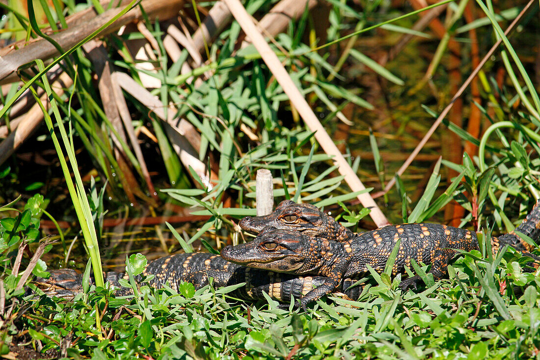 USA. Florida. Everglades National Park. Shark Valley. Baby alligators.