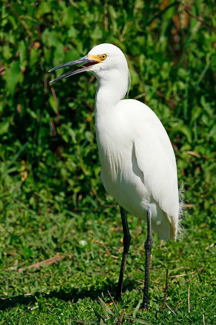 USA. Florida. Everglades-Nationalpark. Haifischtal. Silberreiher.