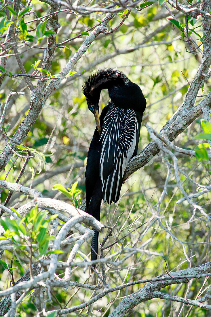 USA. Florida. Nördlicher Everglades-Nationalpark. Haifischtal. Anhinga aus Amerika beim Putzen des Gefieders.