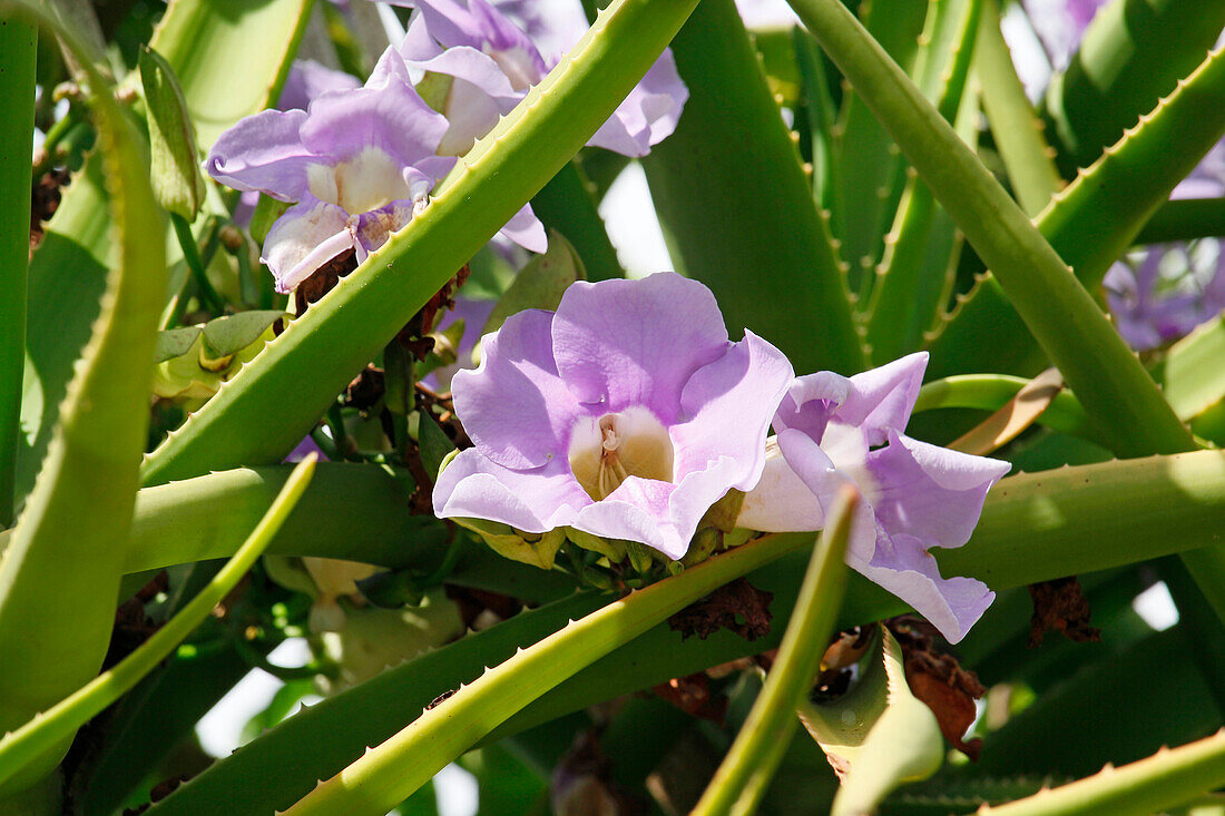 Südafrika. Nahaufnahme einer Aloe barberae Blüte.