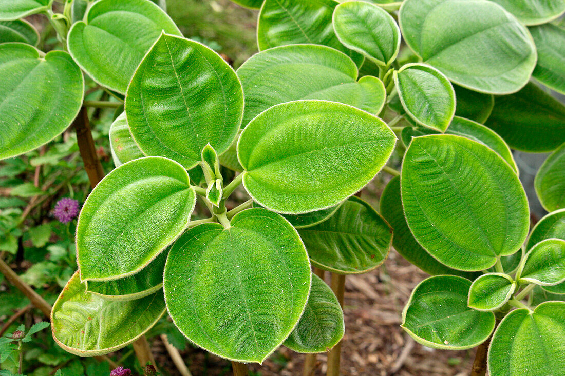 Brazil. Close-up of a tibouchina grandifolia plant.