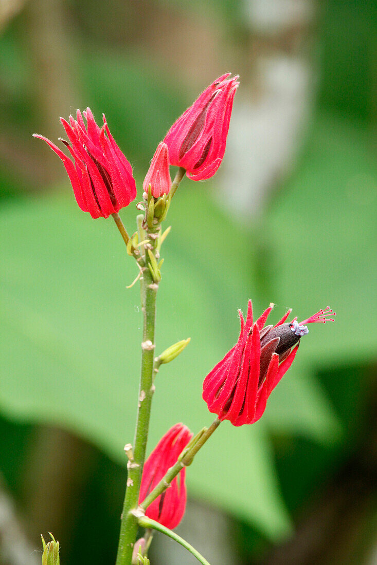 Brazil. Close up on a plant pavonia intermedia.