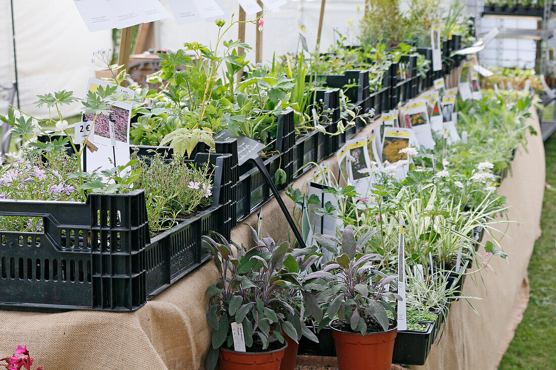 Seine et Marne. View of stalls of plants and flowers for sale.