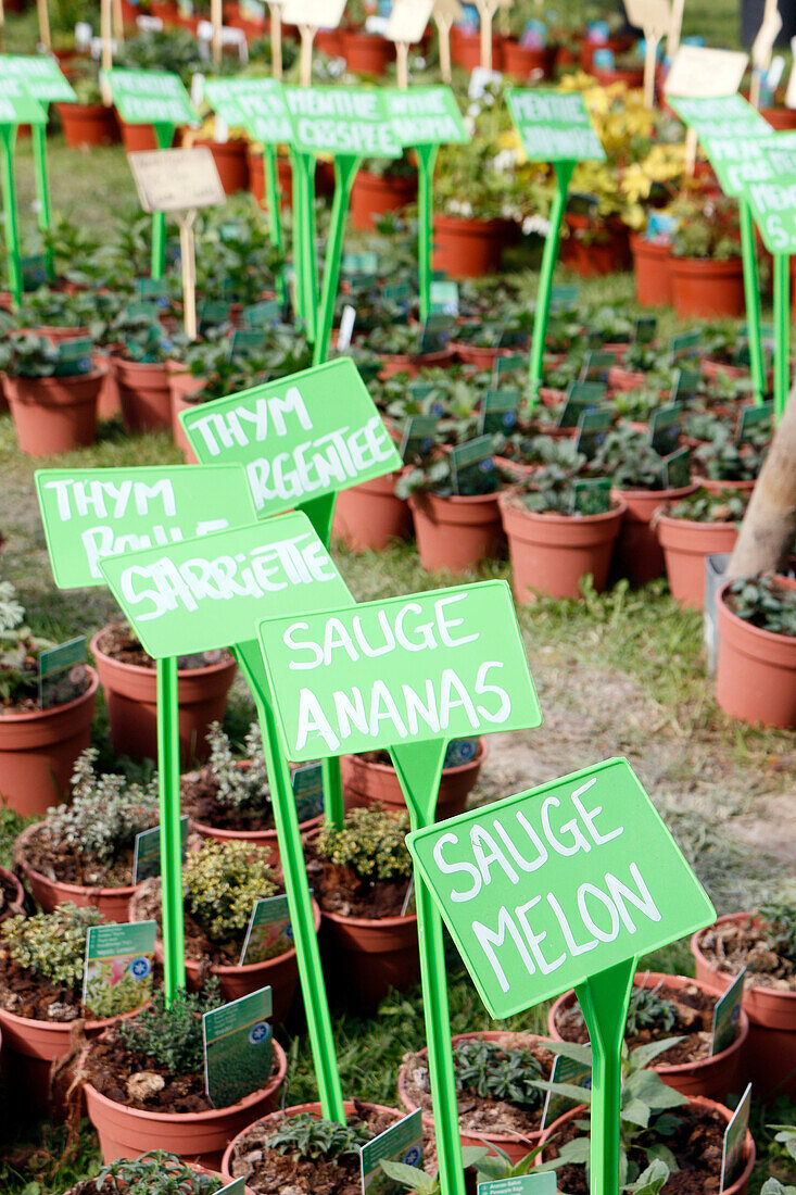 Seine et Marne. View of pots of sage plants,savory,and thyme for sale.