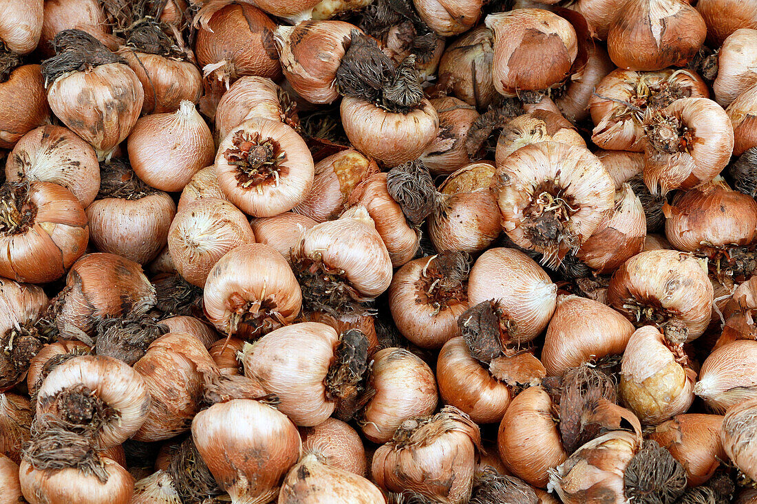 Seine et Marne. View of bulbs of gladioli from Abyssinia.