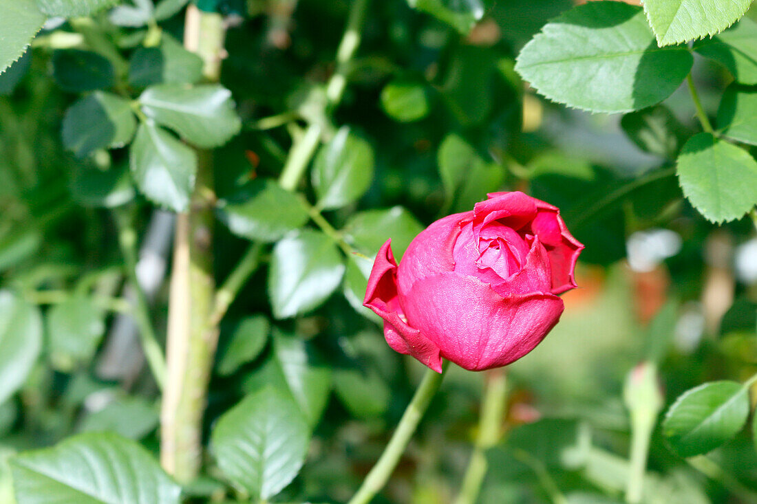 Seine et Marne. Blick auf eine Rose Gertrude Jekyll.