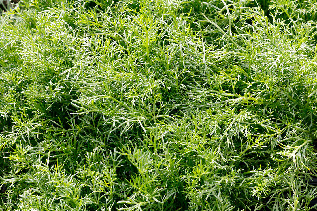 Seine et Marne. View of Roman chamomile.