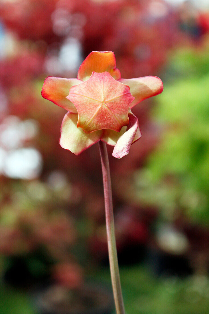 Seine et Marne. View of a carnivorous plant Sarracenie.