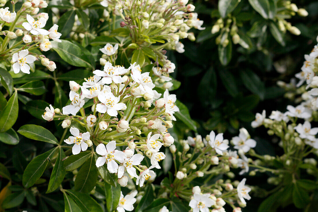 Seine et Marne. View of orange blossoms from Mexico.