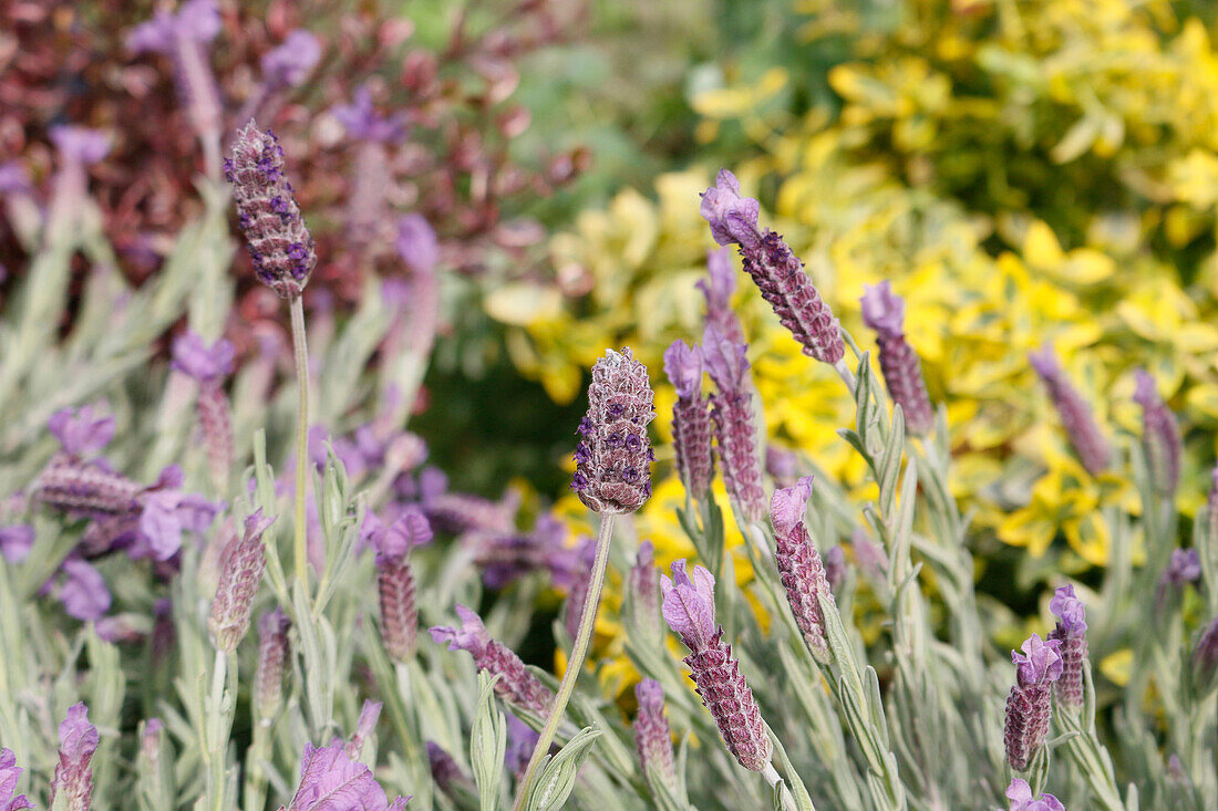 Seine et Marne. View of butterfly lavender.