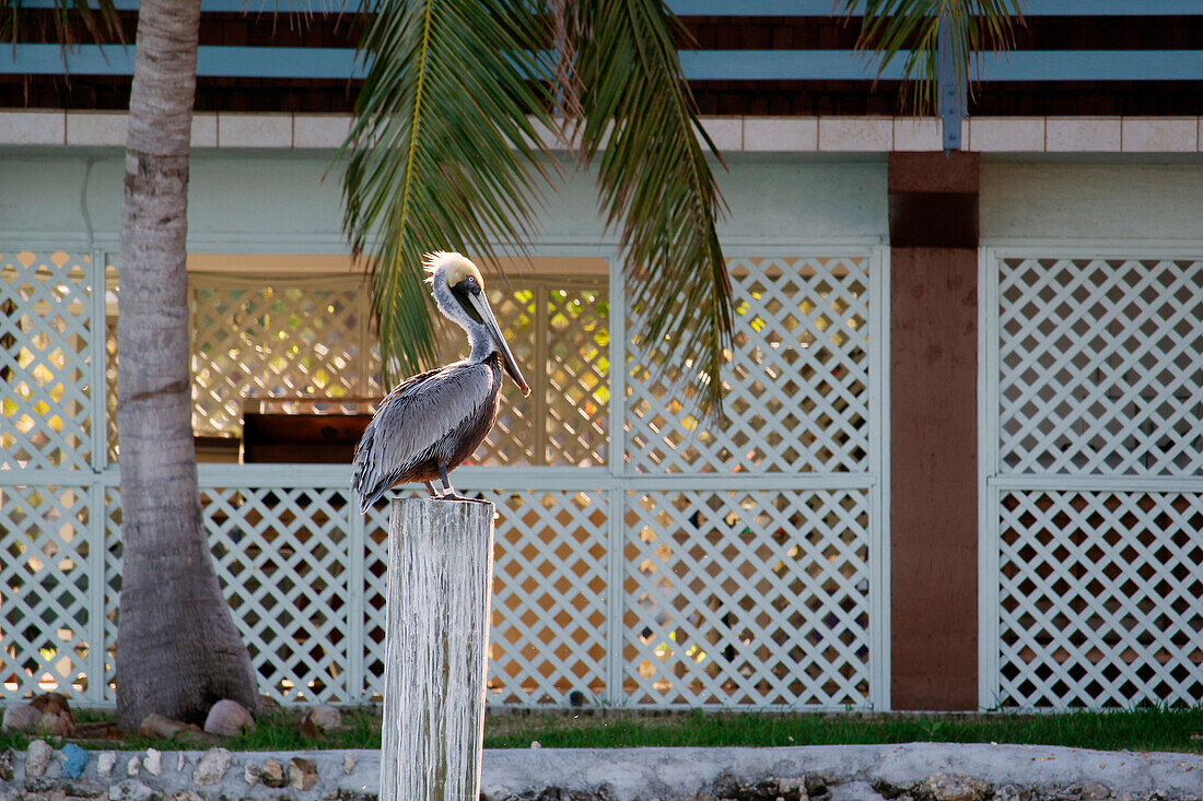 USA. Florida. Die Keys. Insel Marathon. Pelikan, der auf einem Pfeiler des Yachthafens ruht.