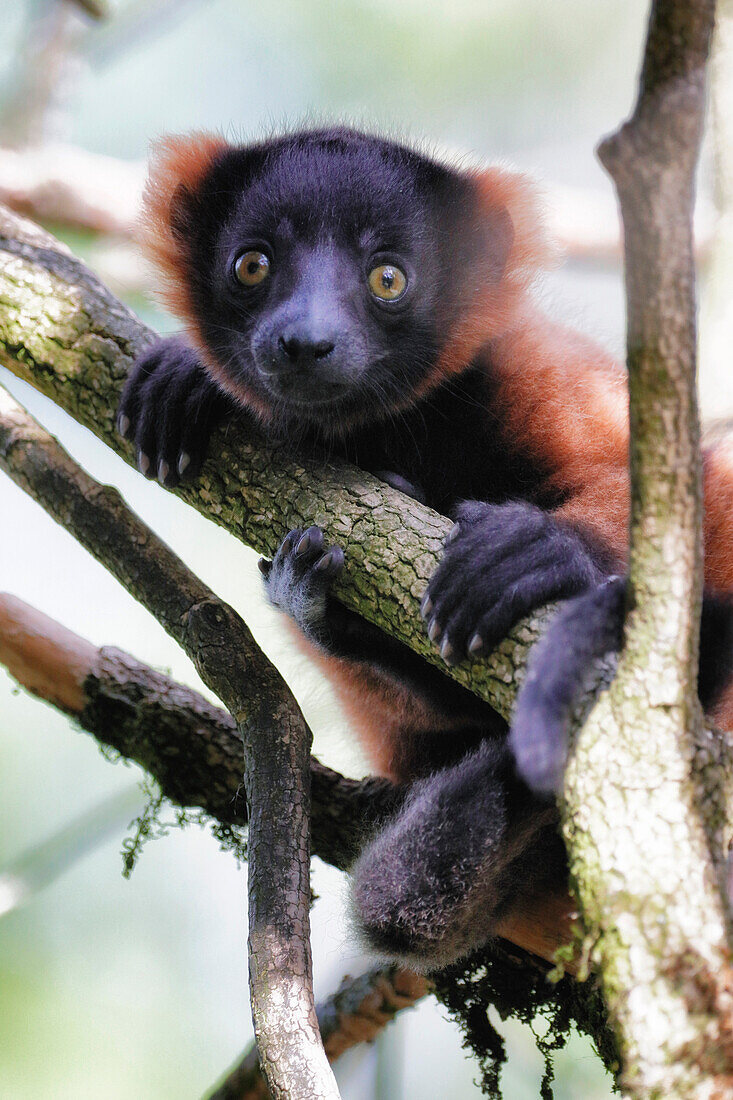 Young red vari lemur in a tree.