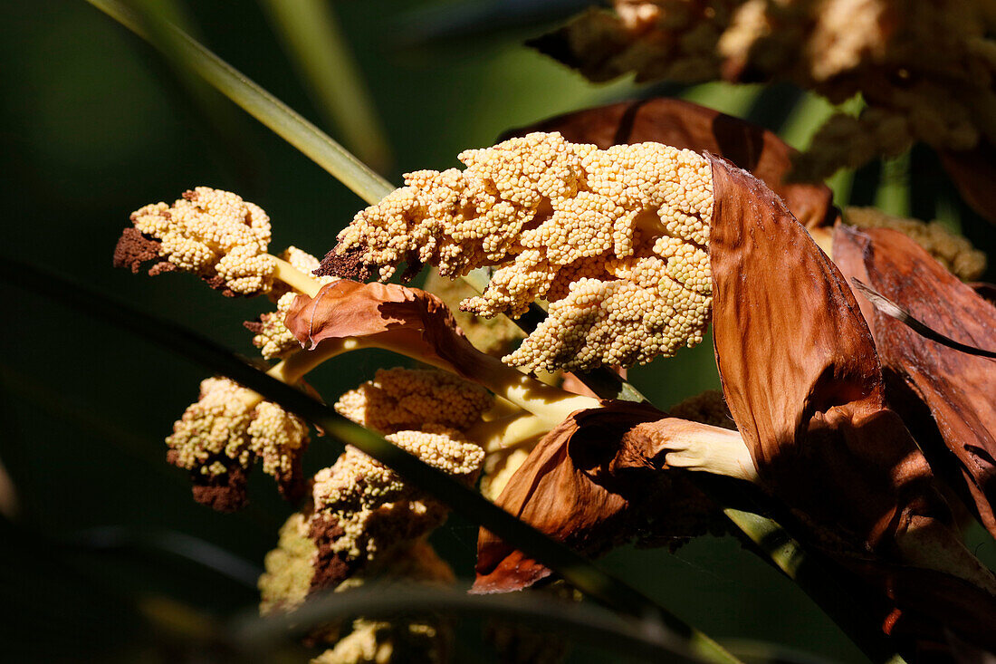 Nahaufnahme von Palmenfrüchten.