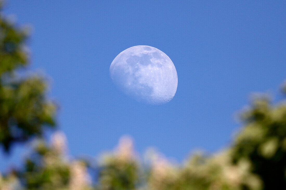 France. Seine et Marne. Coulommiers region. Moonrise over the trees.