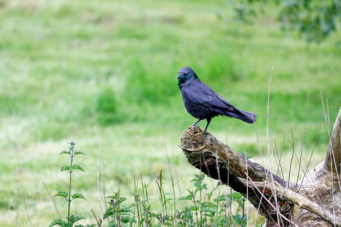 France. Seine et Marne. Coulommiers region. Carrion crow on a tree trunk.