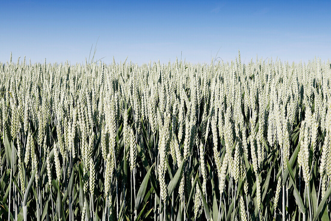 France. Seine et Marne. Boissy le Chatel. Wheat field in late spring.