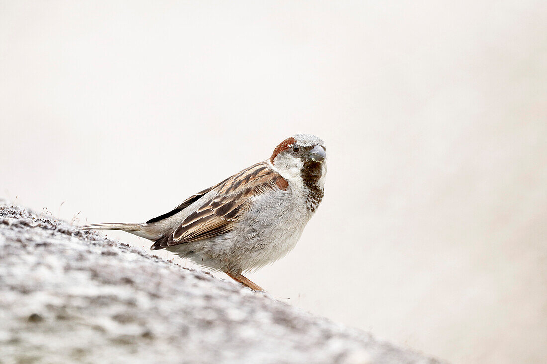 Frankreich. Seine und Marne. Region Coulommiers. Nahaufnahme eines Haussperlings (Passer domesticus), der sich auf einer Mauer ausruht.