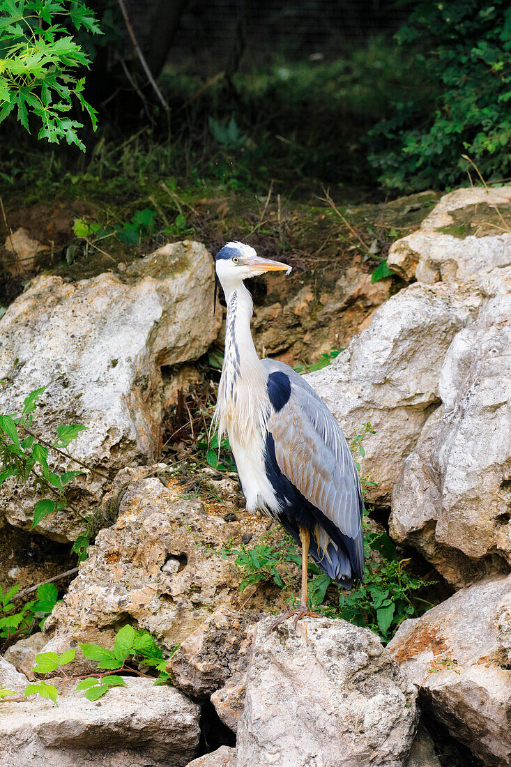 France. Seine et Marne. Coulommiers region. Close-up of a gray heron (Ardea cinerea) posted on the bank of a pond.