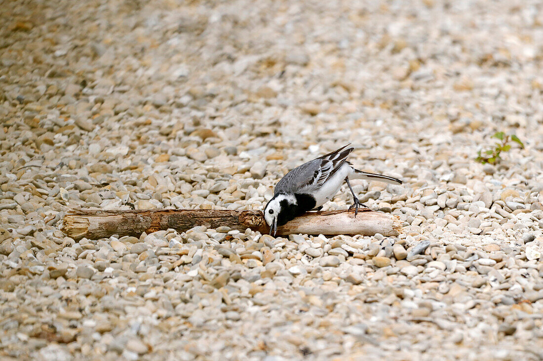 France. Seine et Marne. Coulommiers region. Close-up of a gray wagtail (Motacilla alba) looking for food.