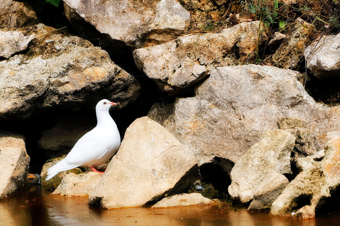 France. Seine et Marne. Coulommiers region. Close-up on a turtledove posted on the bank of a pond.