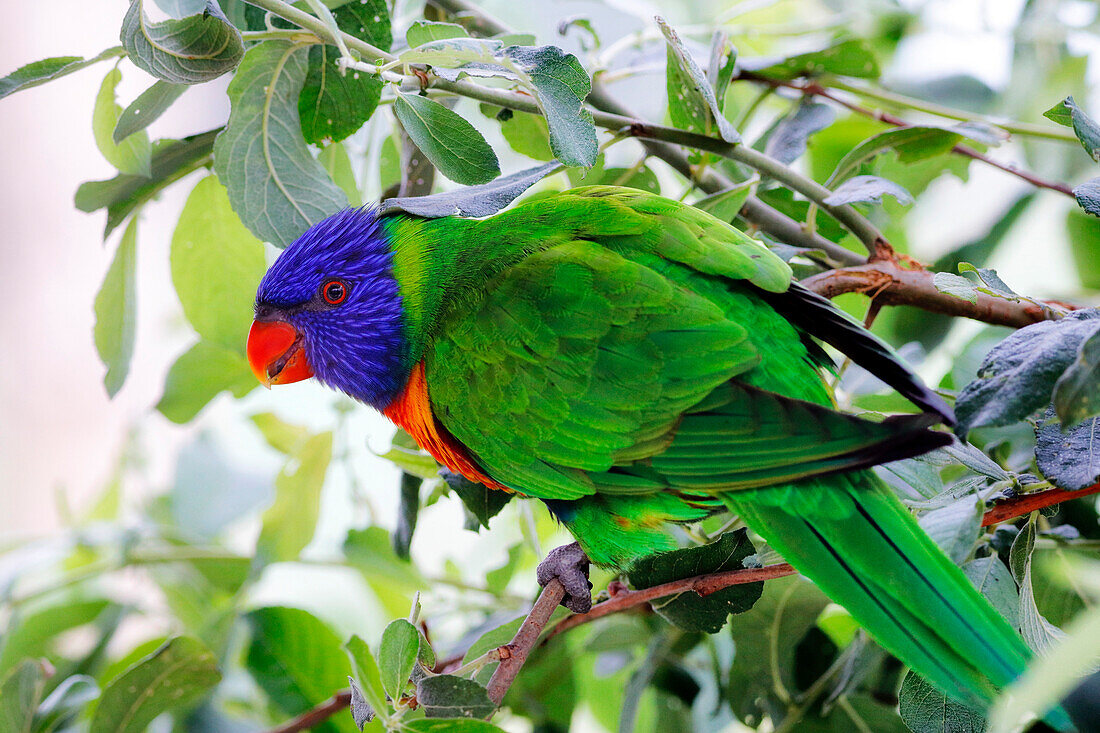 Close-up on a Rainbow Lorikeet (Trichoglossus moluccanus) bird.