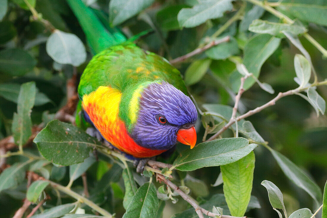 Close-up on a Rainbow Lorikeet (Trichoglossus moluccanus) bird.