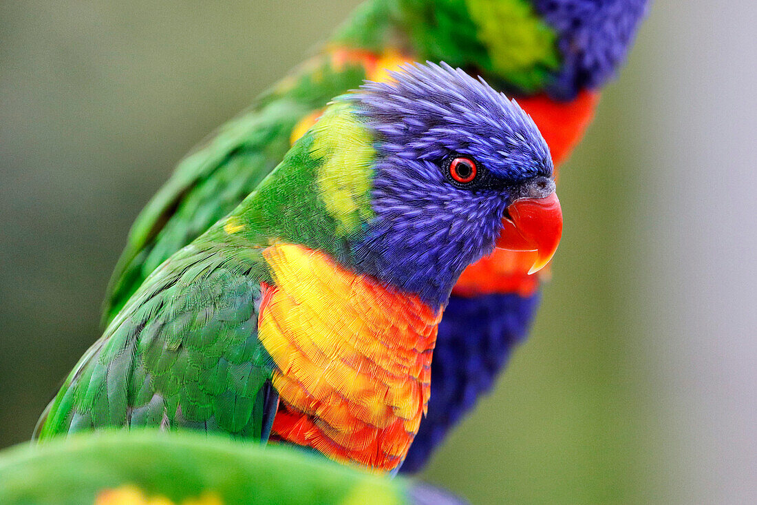 Nahaufnahme eines Regenbogenlori (Trichoglossus moluccanus).