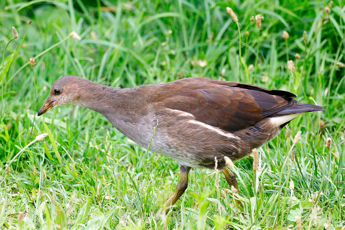 Frankreich. Seine und Marne. Gebiet Coulommiers. Nahaufnahme eines juvenilen Teichhuhns (Gallinula chloropus) bei der Nahrungssuche.