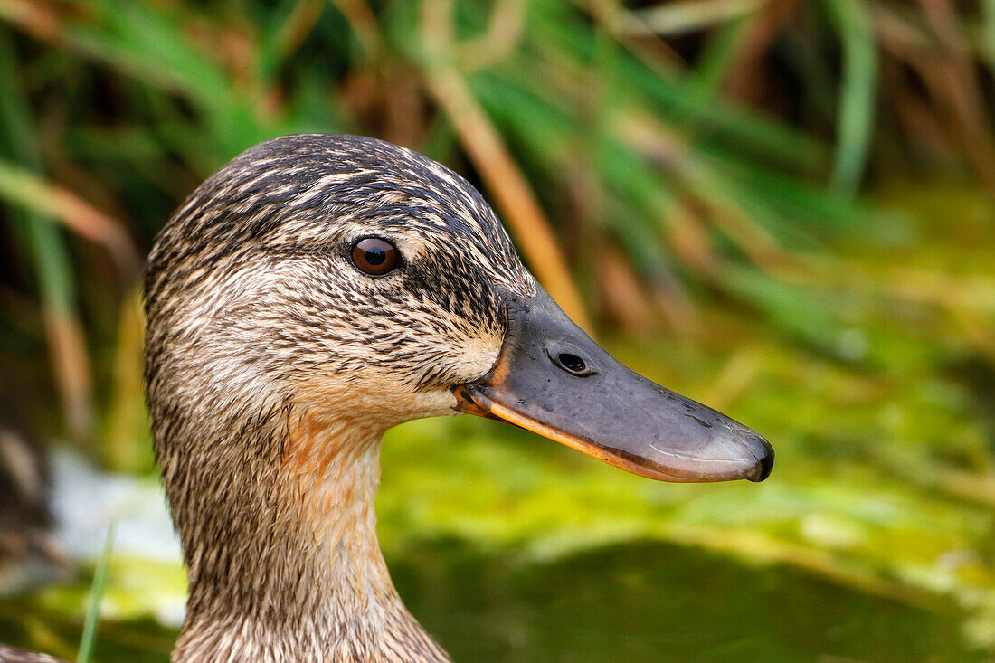 France. Seine et Marne. Coulommiers region. Close-up of a female mallard duck (Anas platyrhynchos) on a pond.