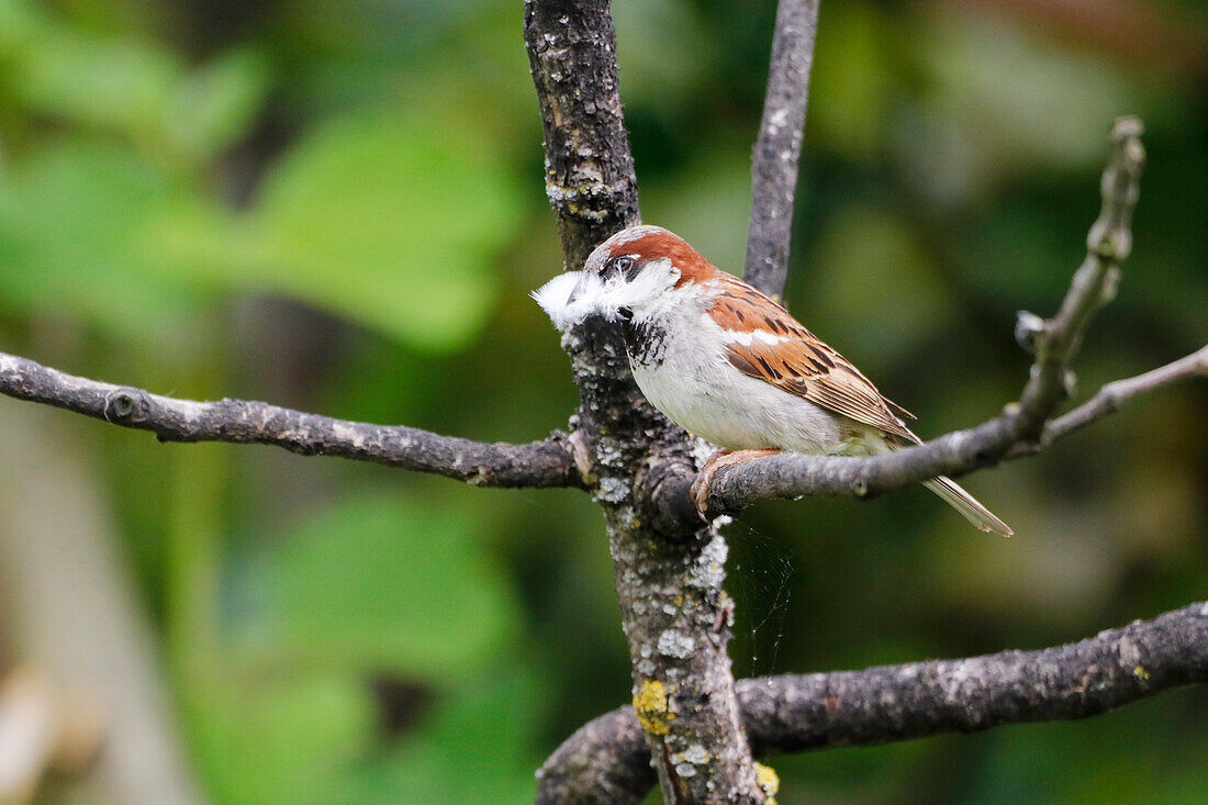 France. Seine et Marne. Coulommiers region. Close-up of a house sparrow (Passer domesticus) sitting on a branch,with a feather in the beak.