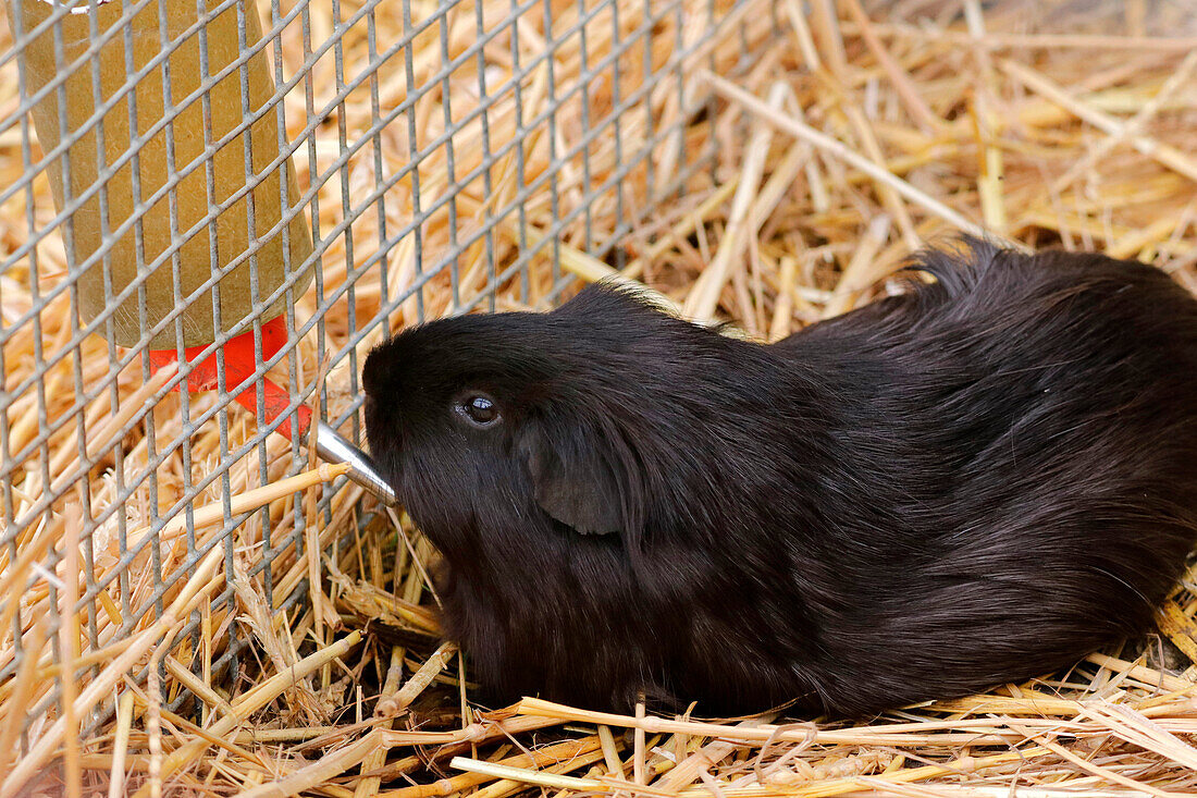 Frankreich. Seine und Marne. Region Coulommiers. Lehrbauernhof. Nahaufnahme eines Meerschweinchens beim Trinken.