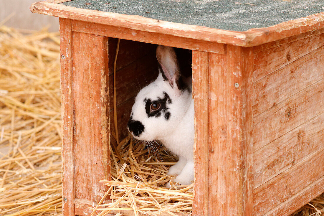 France. Seine et Marne. Coulommiers region. Educational farm. Close-up of a rabbit in its home.