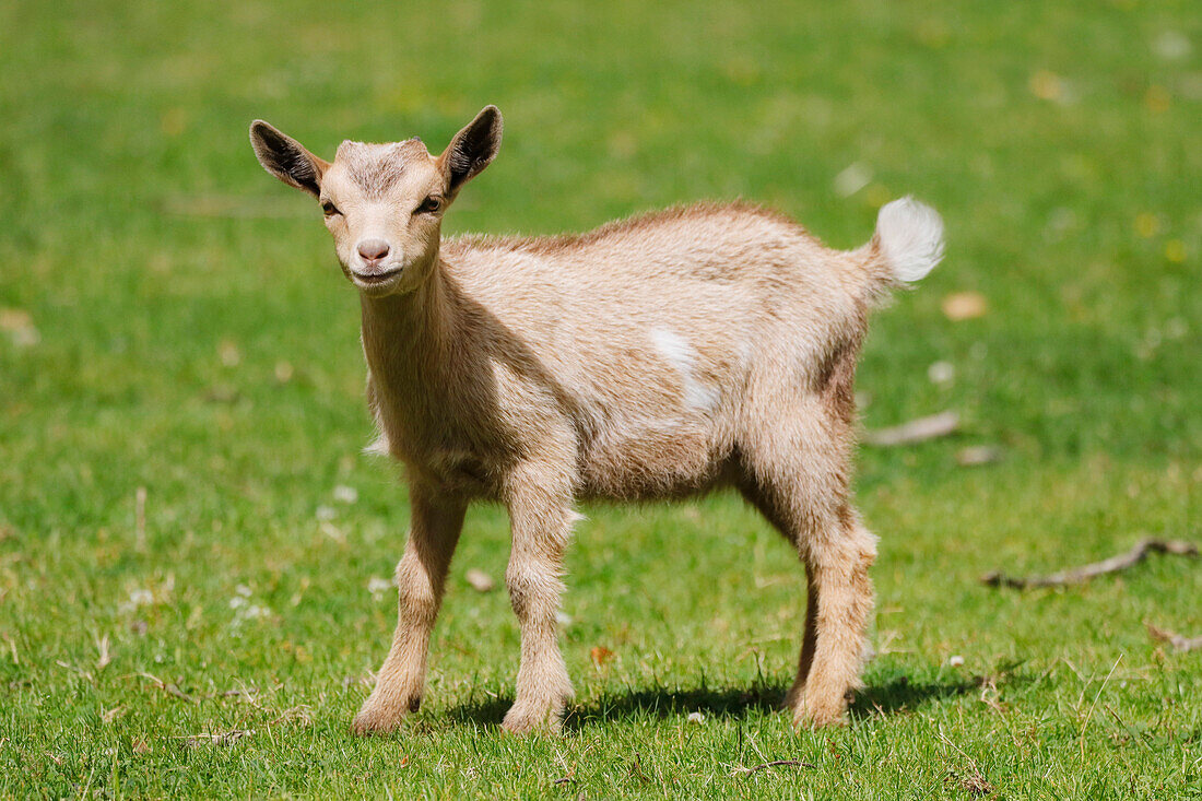 France. Seine et Marne. Coulommiers region. Educational farm. Close-up of a kid.