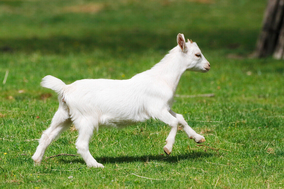 France. Seine et Marne. Coulommiers region. Educational farm. Close-up of a kid running.