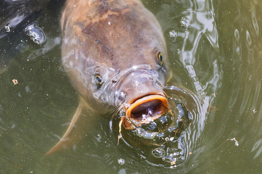 France. Seine et Marne. Coulommiers region. Carp in a pond in search of food.