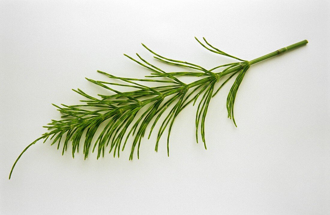 A sprig of horse-tail